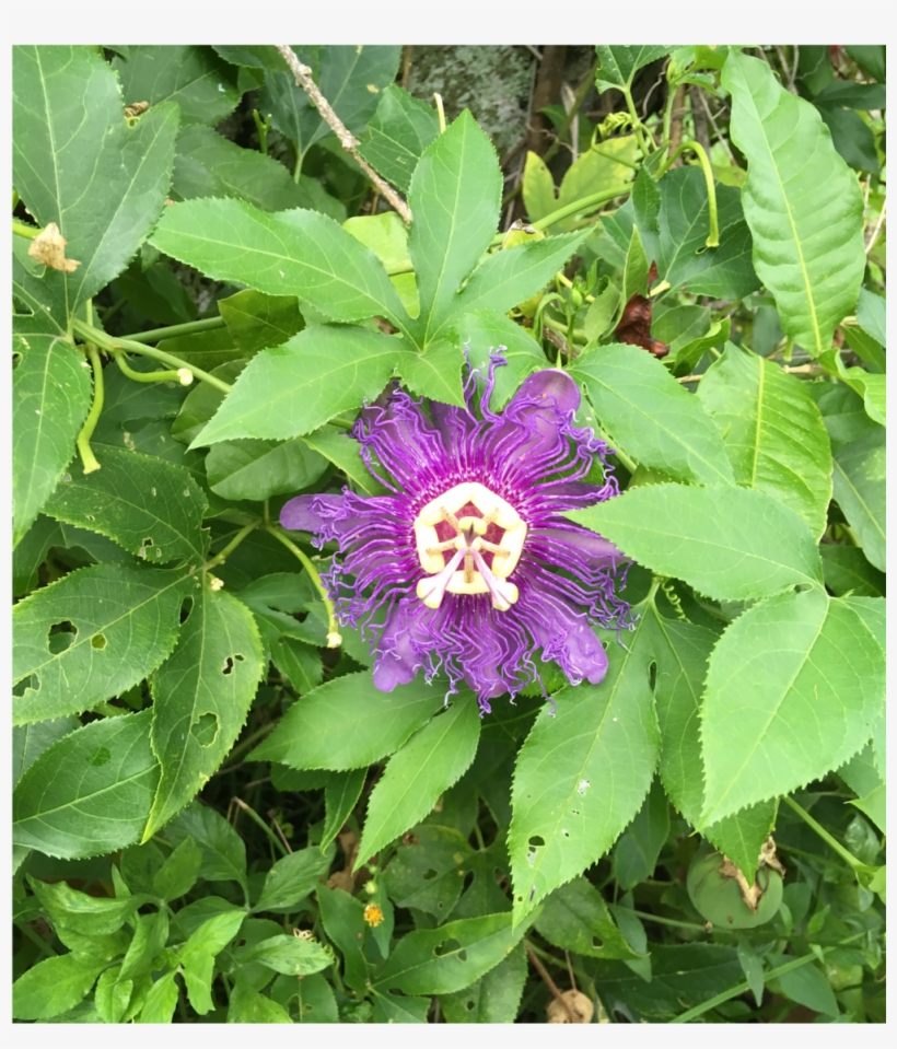 The Latter Usually Worked, Until The Change In Sound - Passion Flower, transparent png