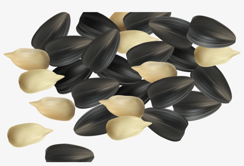 Sunflower Clipart Sunflower Seed Pencil And In Color - وکتور تخمه, transparent png