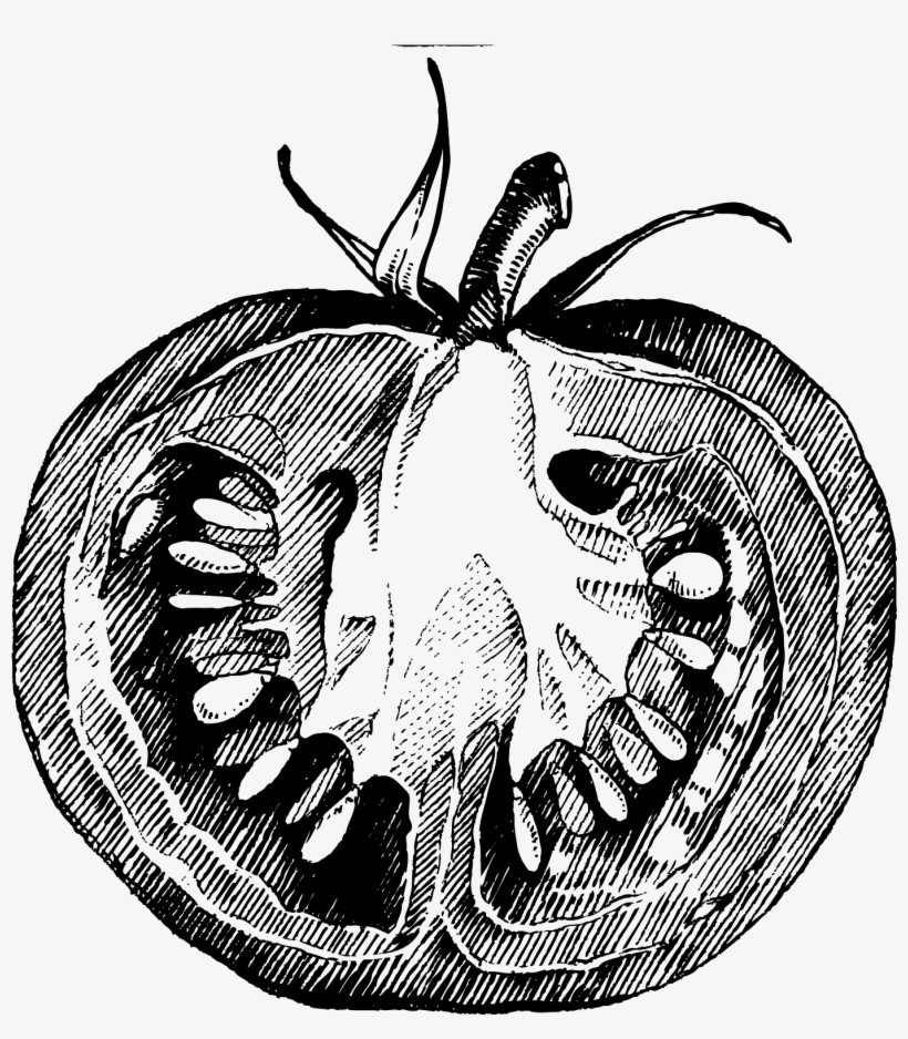 Collection Of Png High Quality Free - Tomato Drawing Sketch Png, transparent png