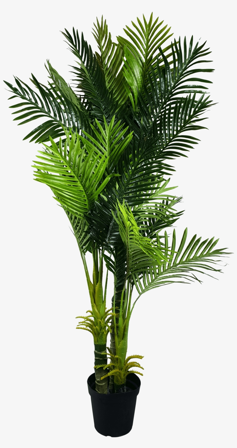 Multi Trunk Artificial Hawaii Palm Tree - Fishtail Palm Indoor, transparent png