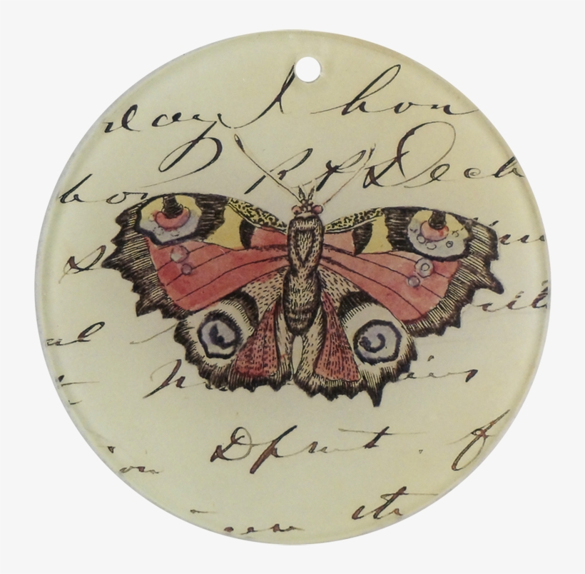 Moth, transparent png