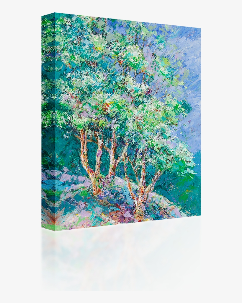 River Birch, transparent png