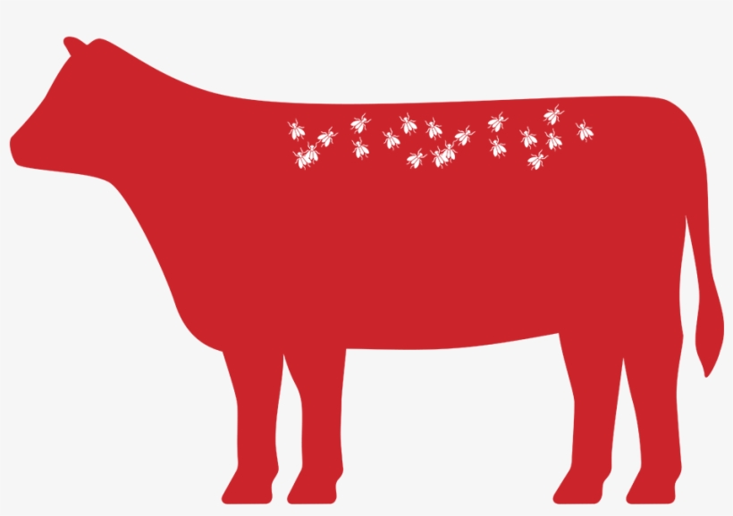 Image Image - Bull, transparent png