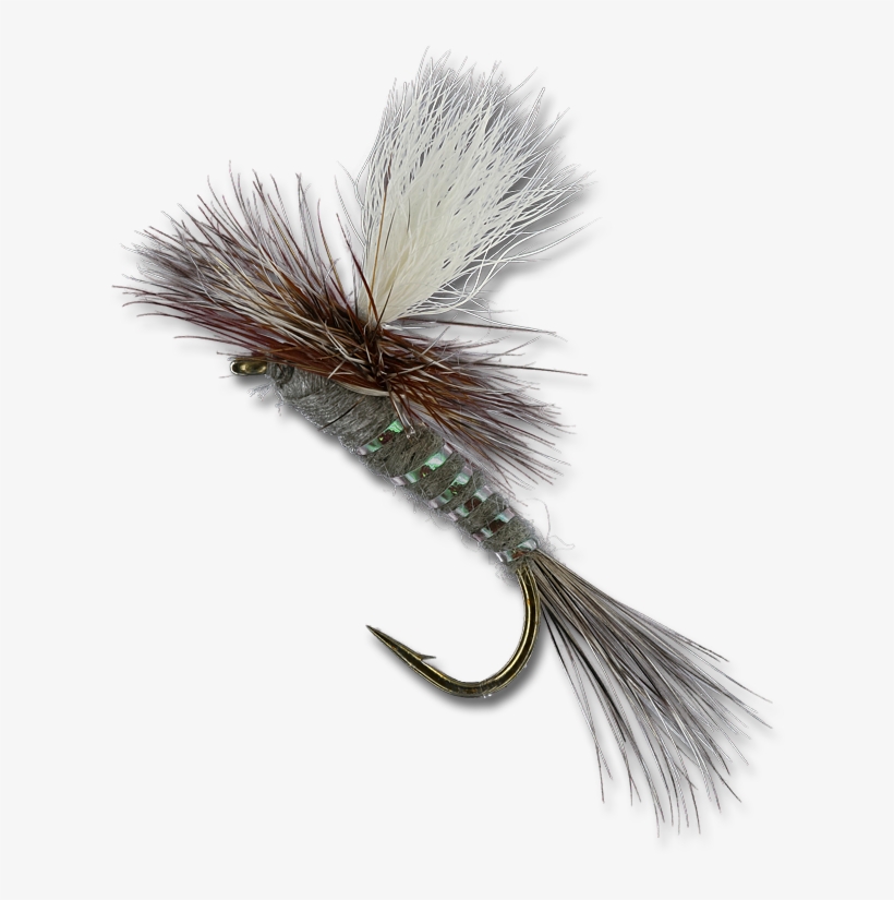 White Pine, transparent png