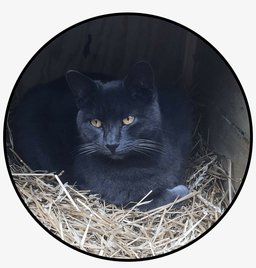 Tnr Achieves 72% Drop In Kitten Birth Rate Finds Alley - Black Cat, transparent png