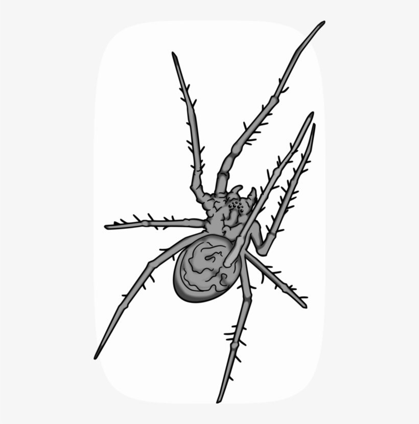 Spider Web Grey Animal Western Black Widow - Grey Spider Png, transparent png