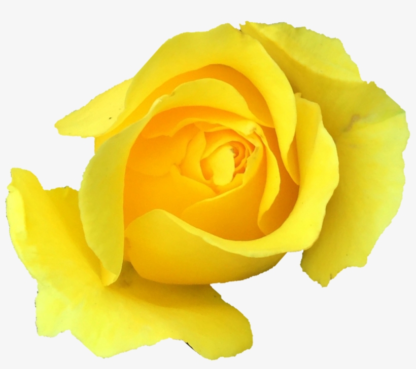 Free Download - Garden Roses, transparent png