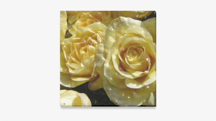 Garden Roses, transparent png