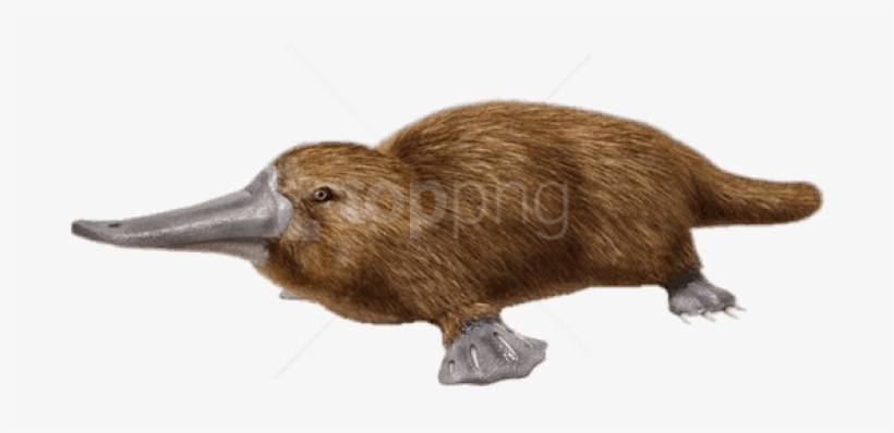 Free Png Download Duck Billed Platypus Png Images Background - Duck Billed Platypus Png, transparent png