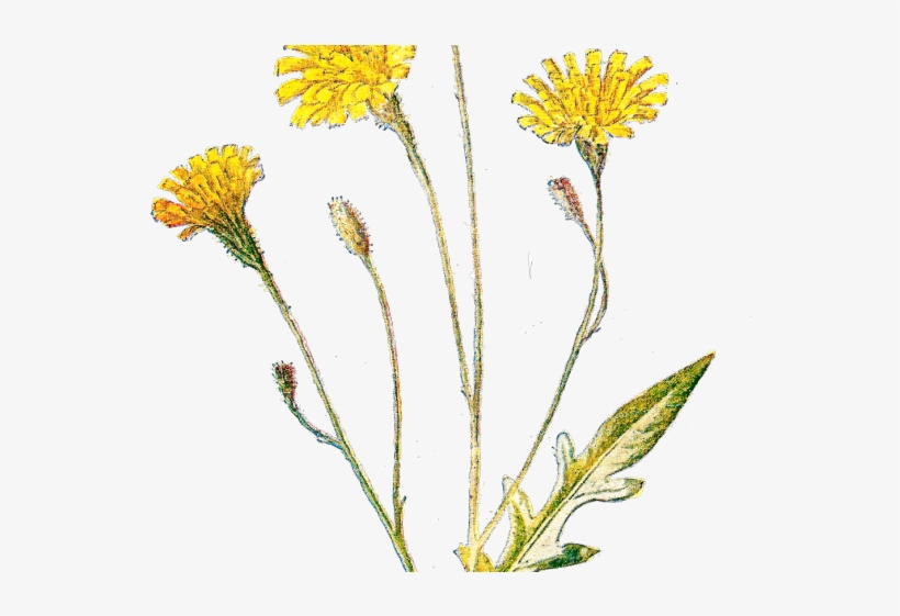 Wildflower Clipart Antique - Antique Botanical Prints, transparent png
