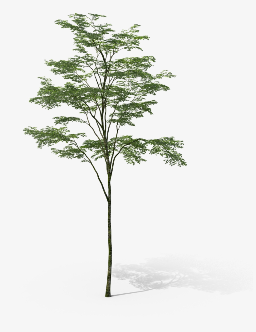 Fondo-arbol - Pond Pine, transparent png