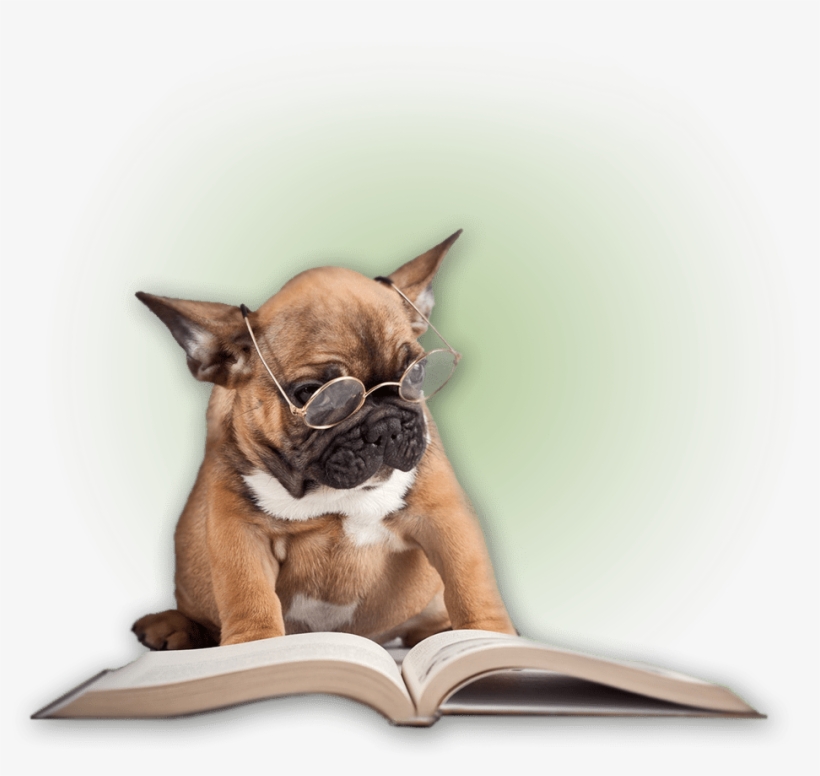 Dawgiebowl Blog - Dog Wearing Glasses Reading, transparent png