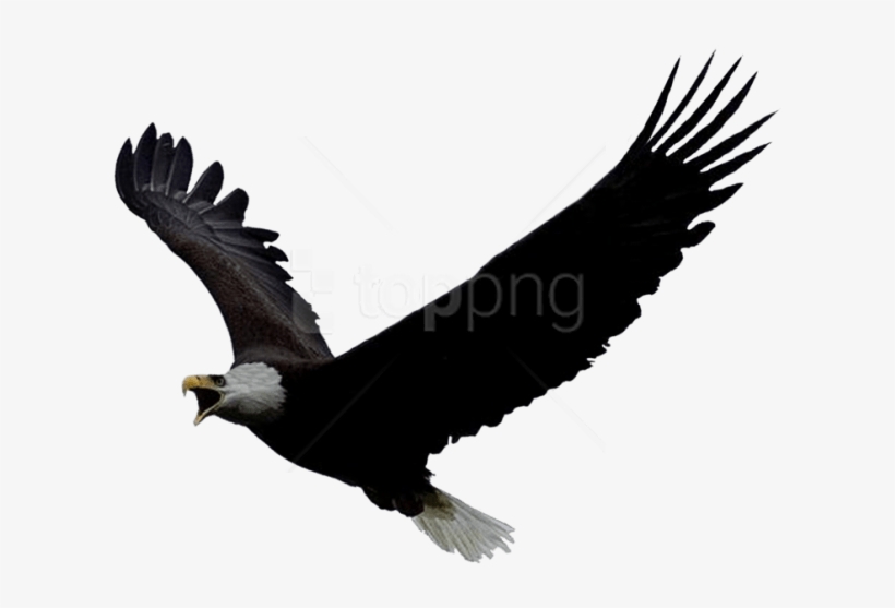 Free Png Download Eagle Png Images Background Png Images - Lukachukai Community School Logo, transparent png