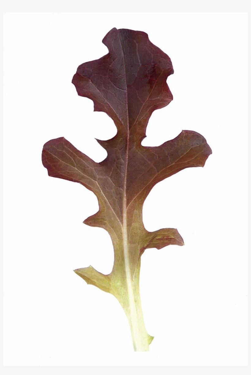 Garrison Oakleaf Lettuce - Oak Leaf Lettuce Red Oak Lettuce, transparent png