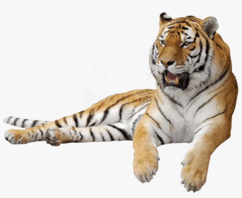 Free Png Download Tiger Sitting Sideview Png Images - Тигр Пнг, transparent png