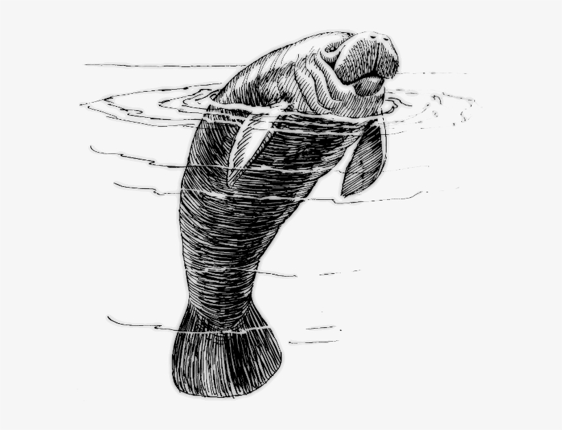 Manatee Bw T - West Indian Manatee Clipart, transparent png