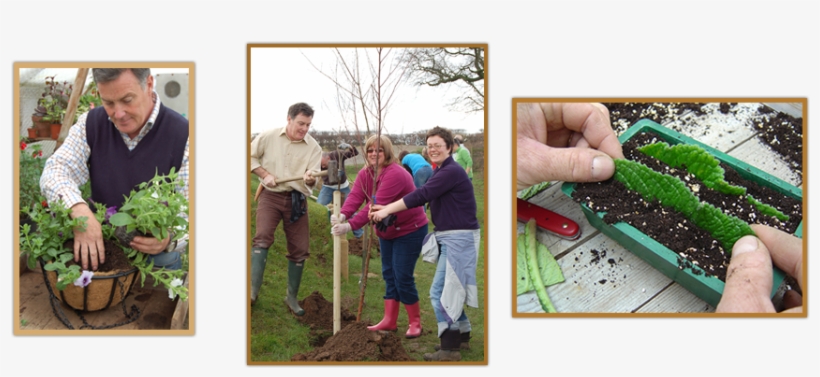 Groups - Tree, transparent png