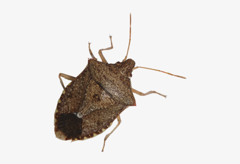Graphic Royalty Free Library Check Wheat And Corn For - Shield Bugs, transparent png