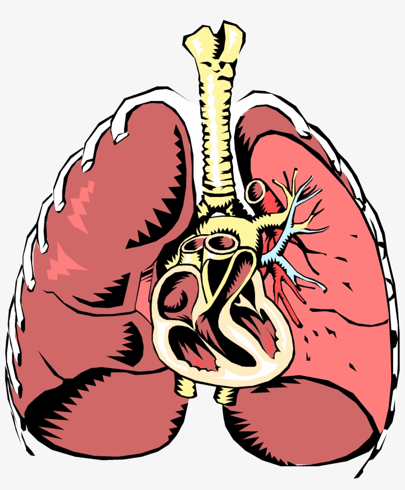 Respiratory System Clipart At Getdrawings - Respiratory System Clipart, transparent png