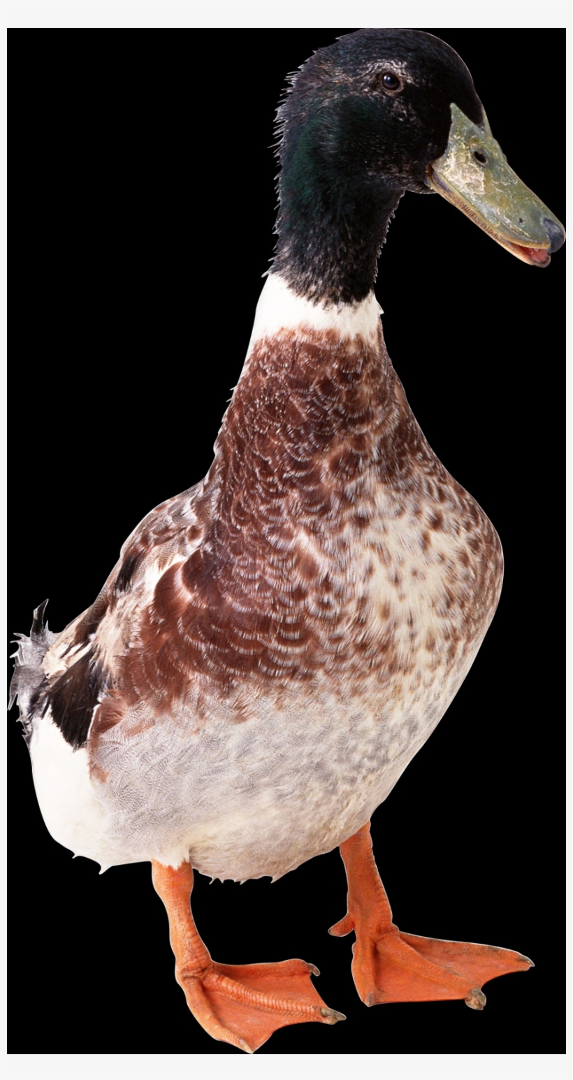 Brown Color Duck, transparent png