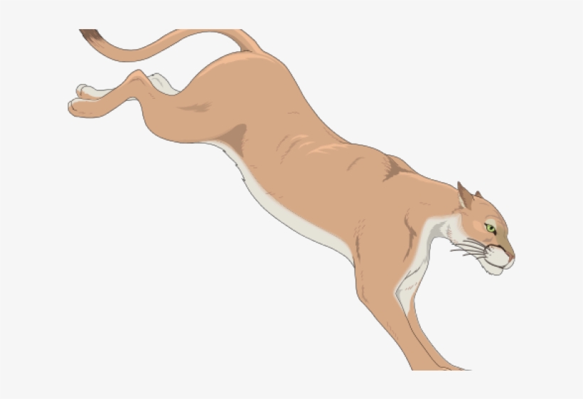 Cougar Clip Art, transparent png