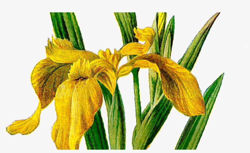 Printable Flower Clip Art Wildflower Yellow Iris Antique, transparent png