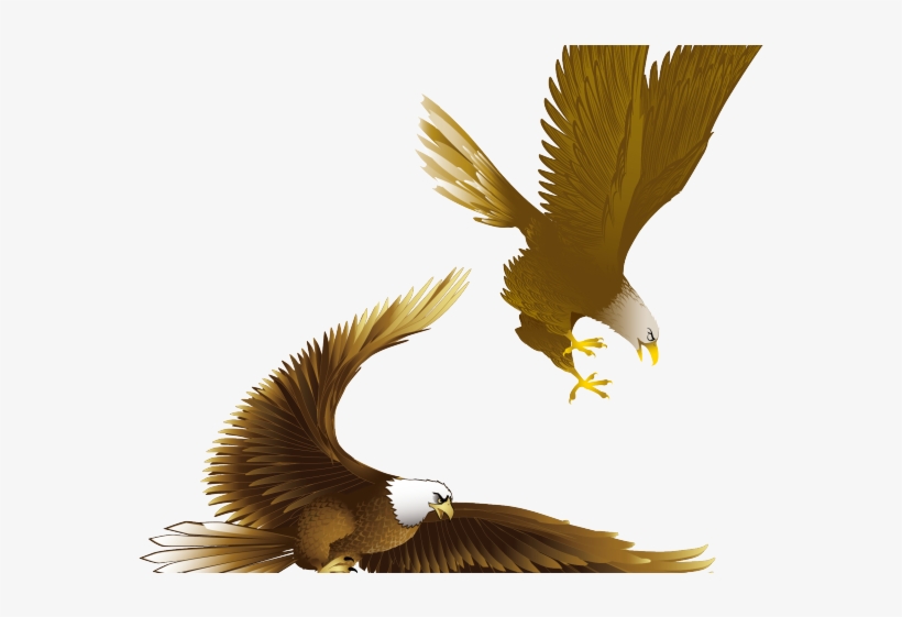 Drawn Bald Eagle Vector - Eagle Drawing Art, transparent png
