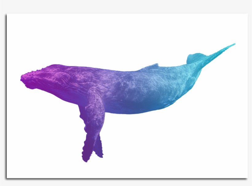 Image Of Blue Whale Poster - Humpback Whale, transparent png