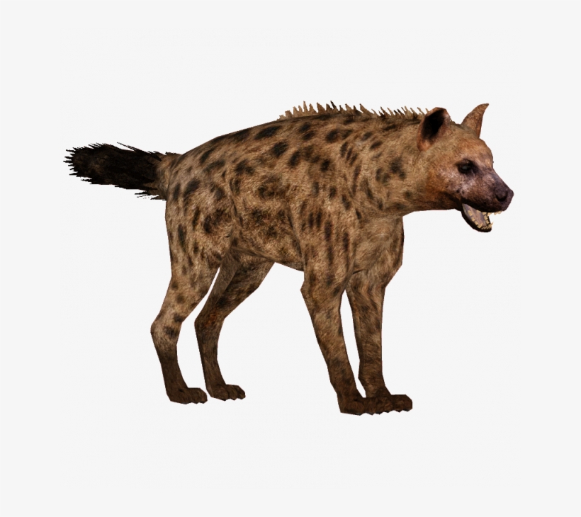 Hyena Png, transparent png