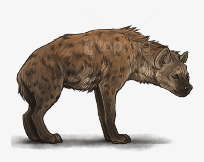 Free Png Hyena Png Images Transparent - Spotted Hyena - 850x845 PNG