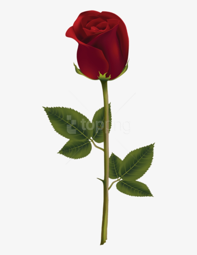 Free Png Download Red Rose Dark Png Images Background - Dark Red Rose Png, transparent png