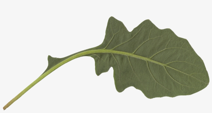 Free Download - Maple, transparent png