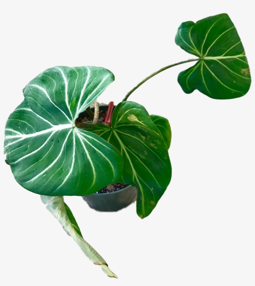 Philodendron Gloriousum 4″ - Anthurium, transparent png