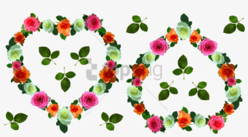 Free Png Evergreen Rose Png Image With Transparent - Garden Roses, transparent png