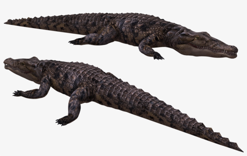 Image - Crocodiles, transparent png