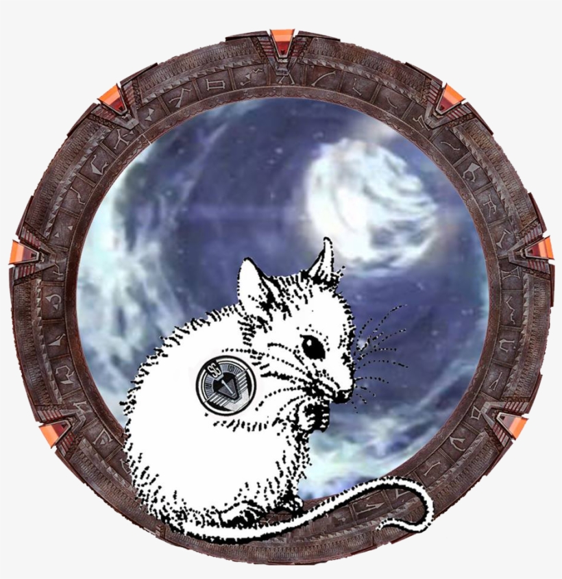 Kitten, transparent png