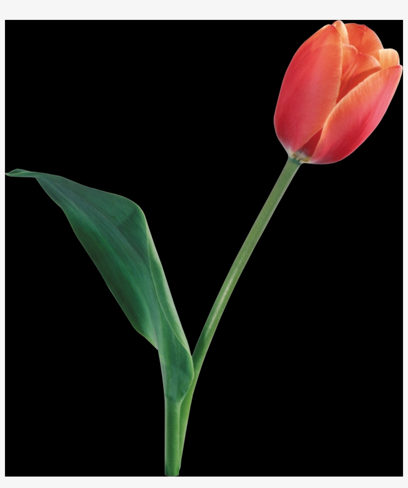 Tulip, Free Pngs - Sprenger's Tulip, transparent png