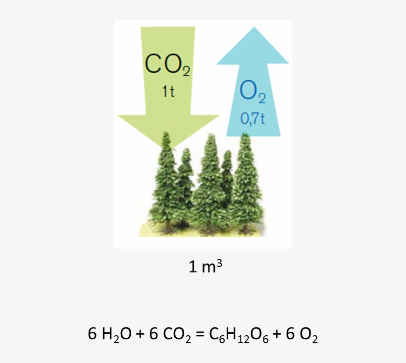 Yhteyttaminen - Carbon Sink, transparent png