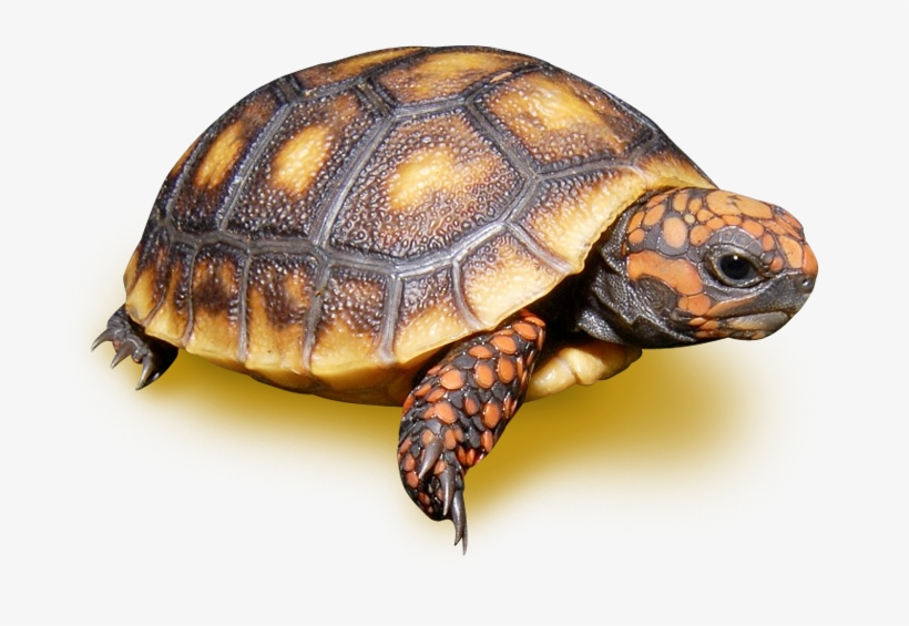 Chelonoidis, transparent png