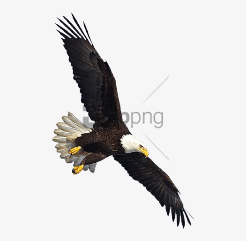 Free Png Download Eagle Flying Png Images Background - Eagle Flying Transparent Background, transparent png