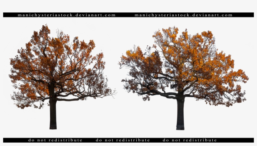 1024 X 535 2 - Fall Tree Cut Out, transparent png