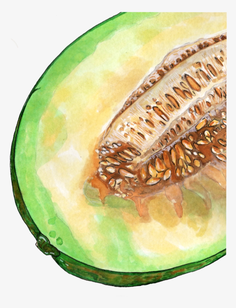 Inktober 2018 Cantaloupe Png - Honeydew, transparent png