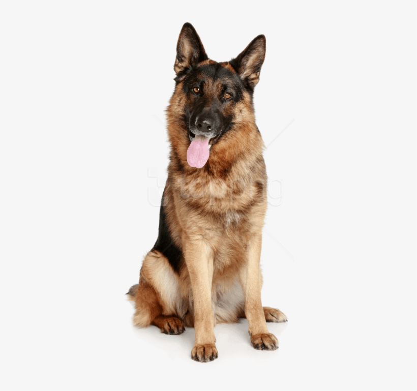 Free Png German Sheepdog From The Front Hd Png Images - Dog Png Hd, transparent png