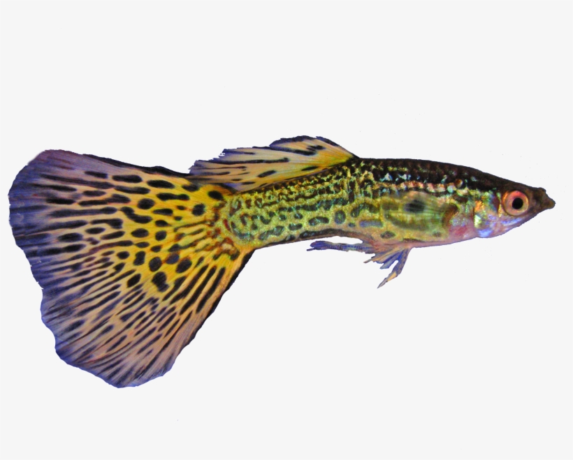 File - Guppy1trasp, transparent png
