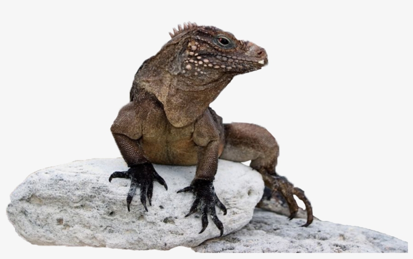 Iguana Png - Iguanas Png, transparent png