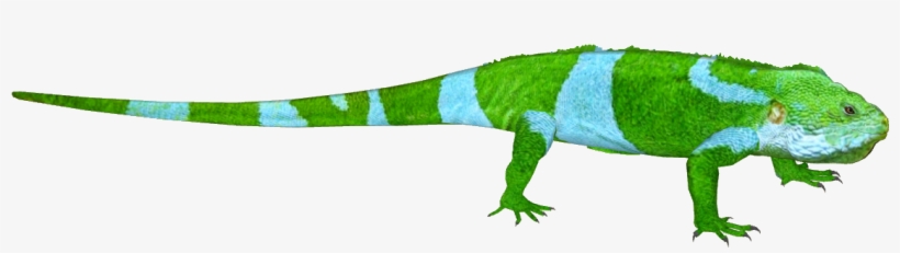 Fiji Banded Iguana - Green Iguana, transparent png
