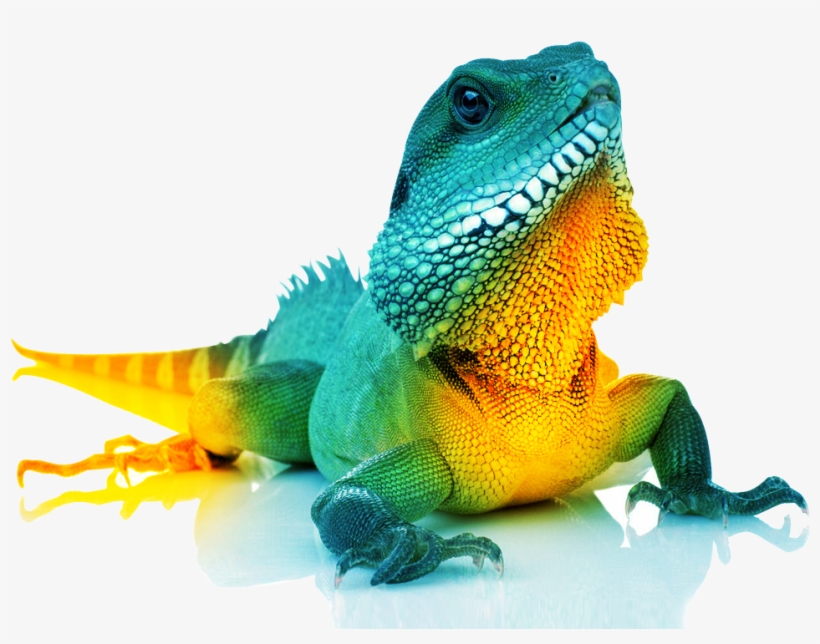 Brand Development - Common Chameleon, transparent png