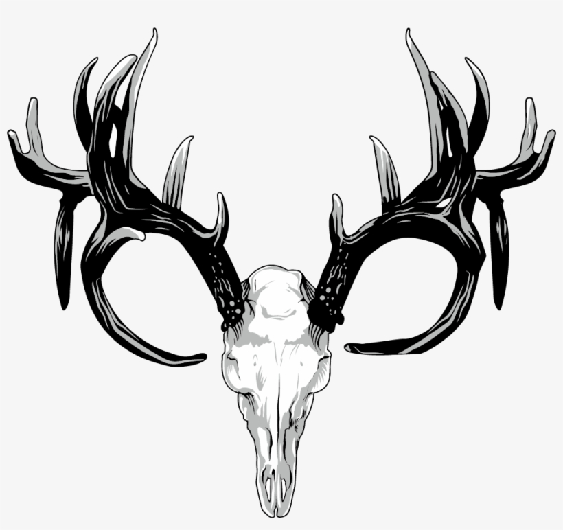 Drawing Antlers White Tailed Deer - Deer Skull Png, transparent png