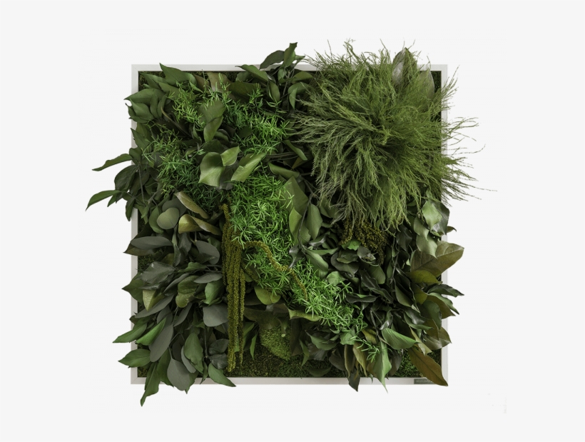 Dschungelbild Frontal - Jungle Plant Png, transparent png