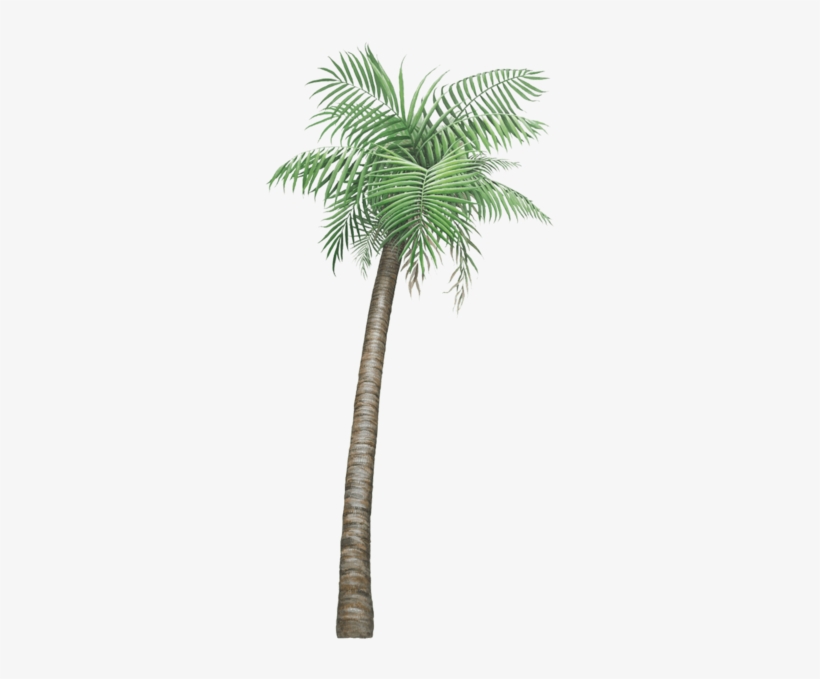 Palm Tree, transparent png